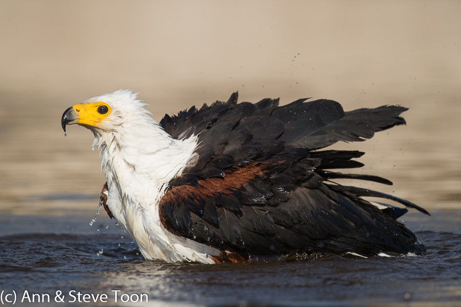 African fish eagle bathing