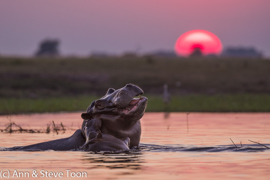 Hippo at sunset