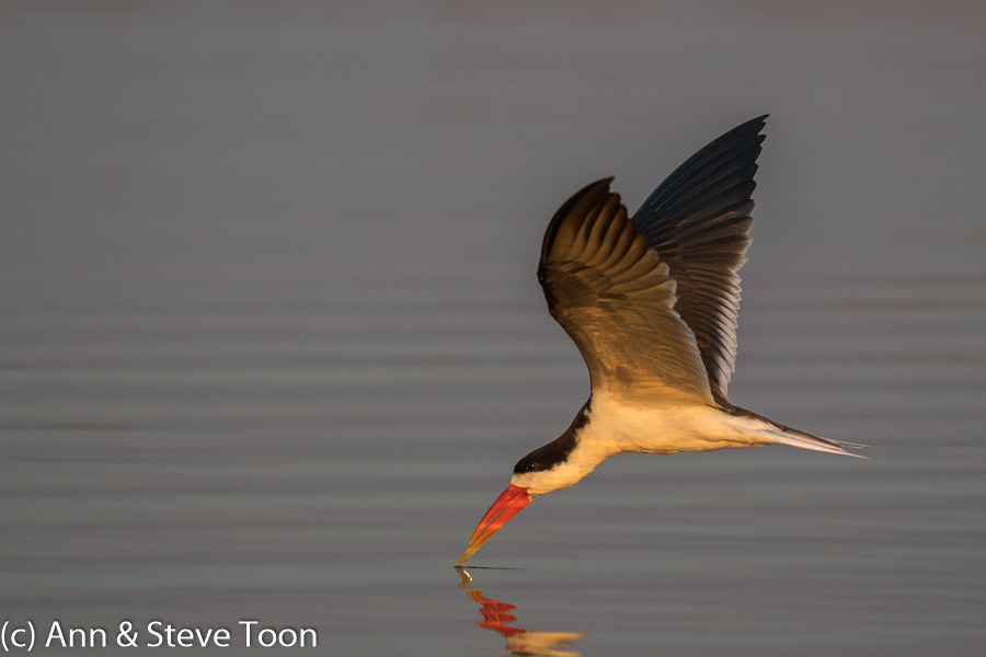 African skimmer skimming