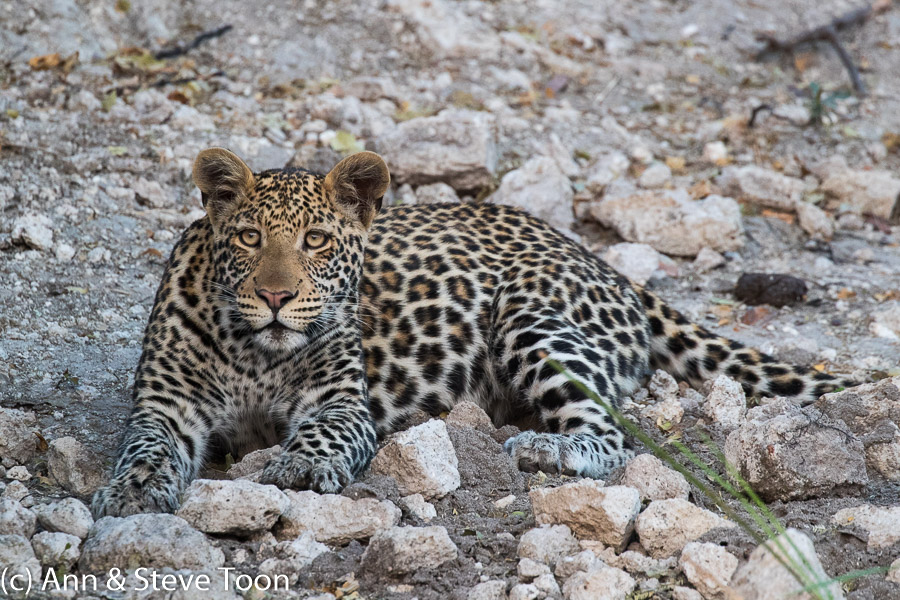 Leopard, Chobe