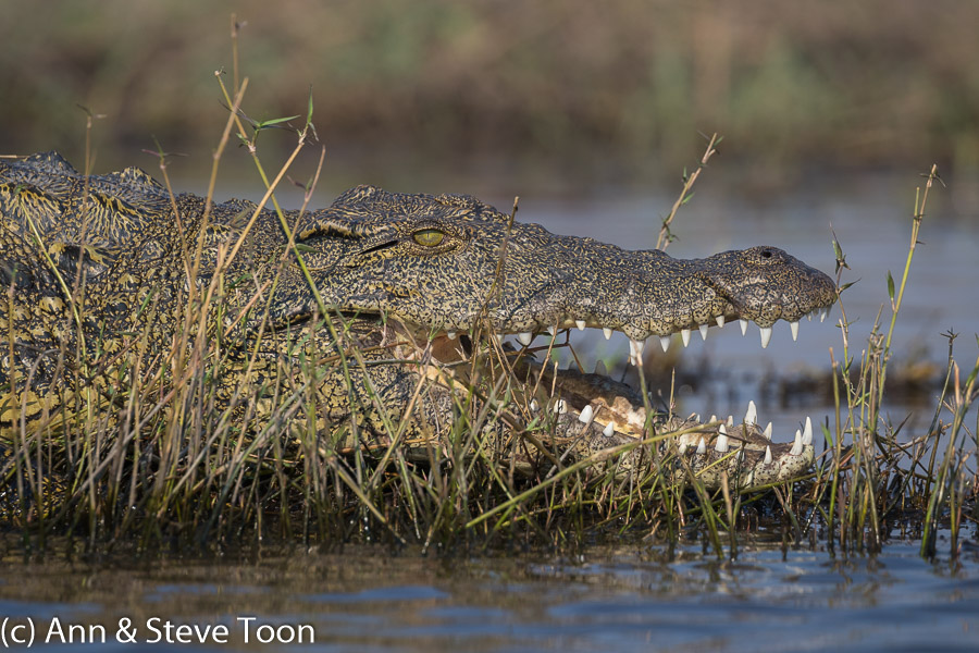 Nile crocodile