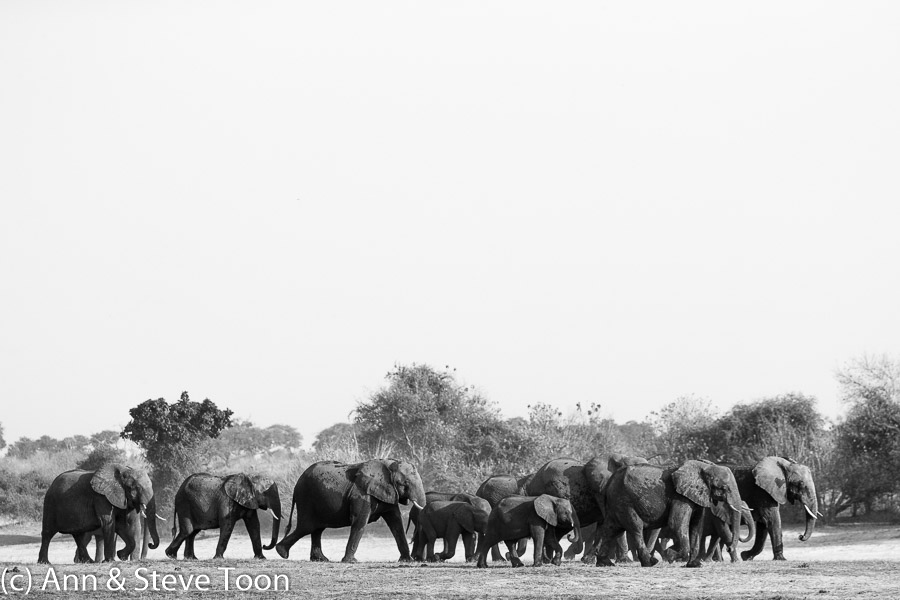 Elephant herd, Chobe