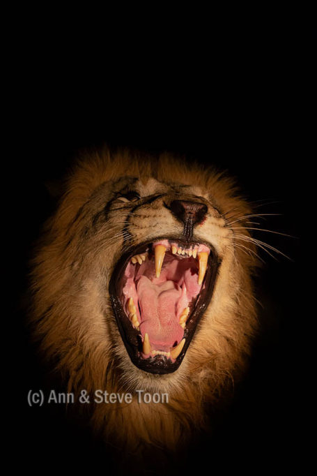 Lion yawning at night