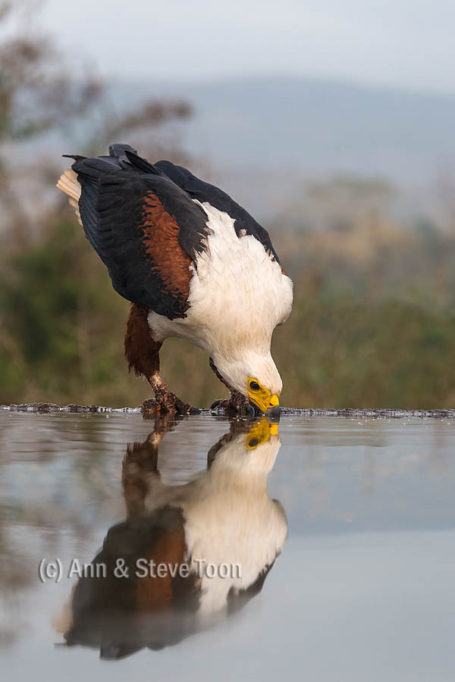 African fish eagle drinking
