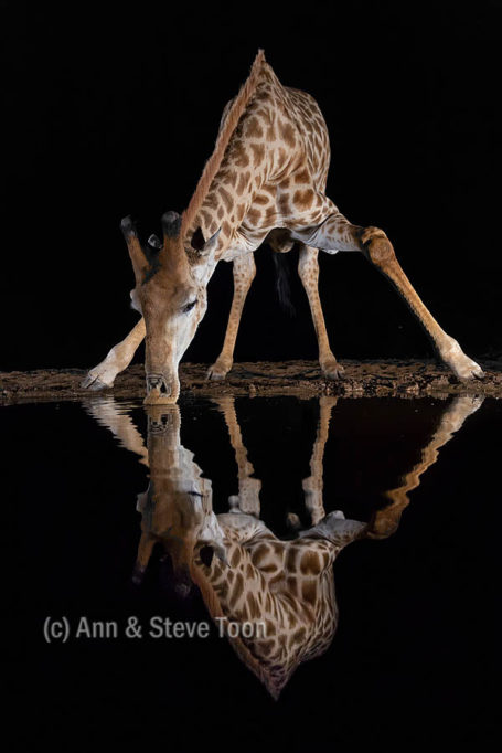 Giraffe drinking at night