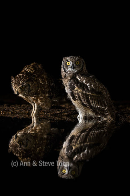 Young spotted eagle owls at night