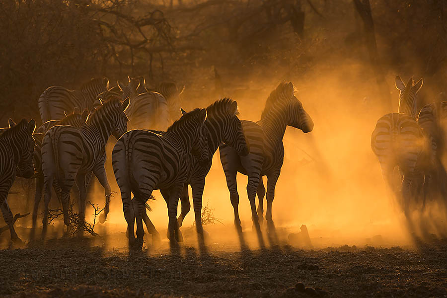 How To Choose A Specialist African Photo Safari – Ann & Steve Toon ...