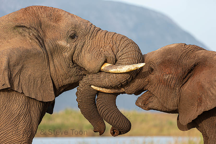 Elephants playing, Zimanga