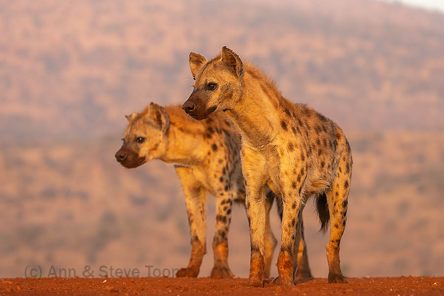 Spotted hyena