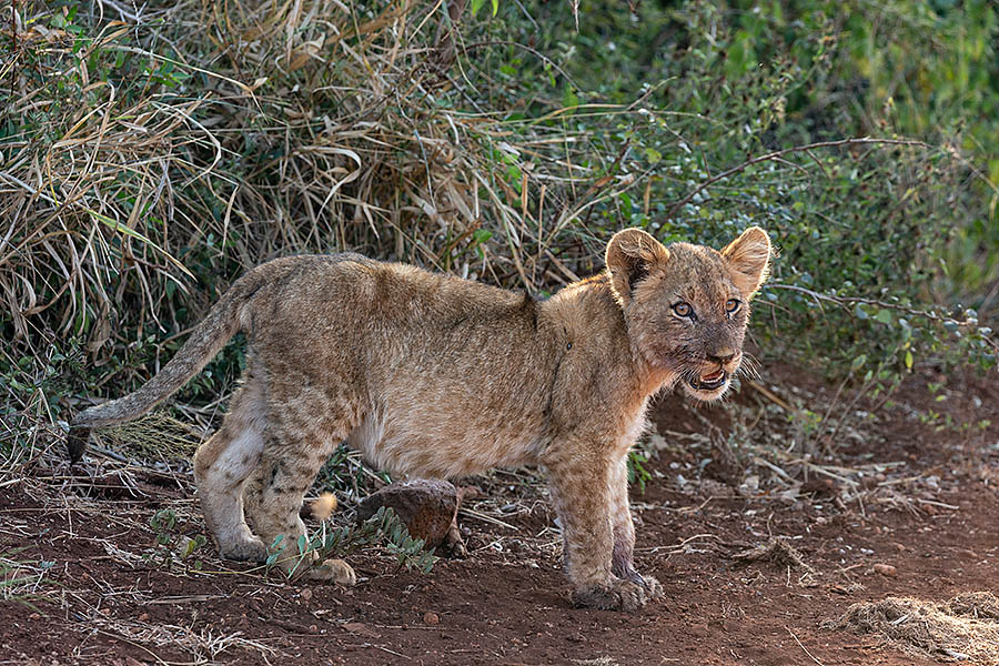 Lion cub, Zimanga