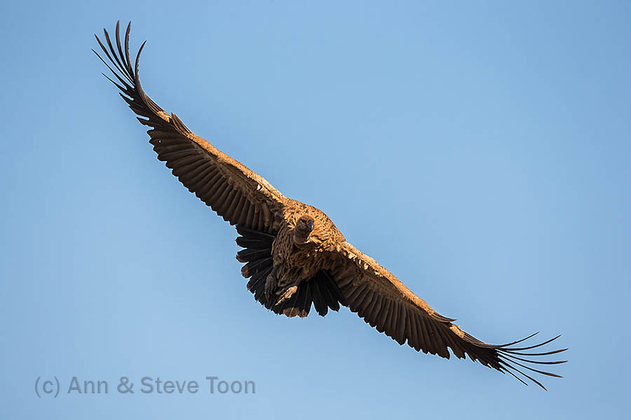 Whitebacked vulture