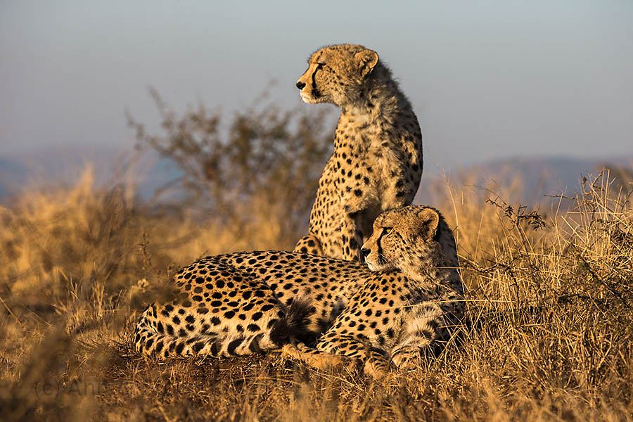 Cheetah