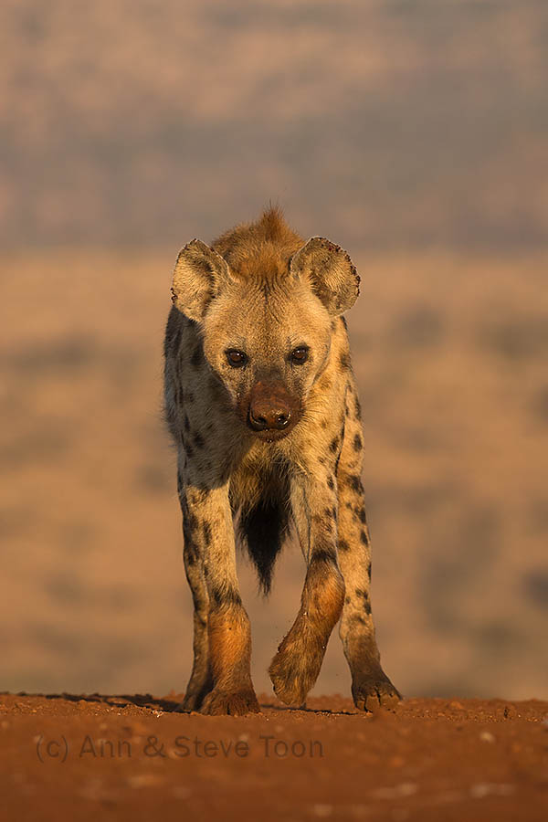 Spotted hyena