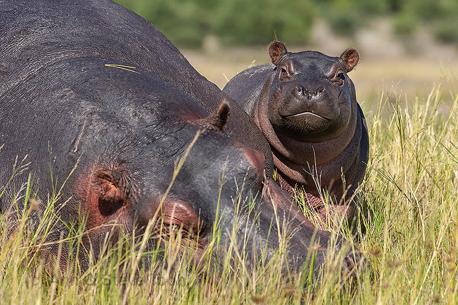 Baby hippo on the Chobe river