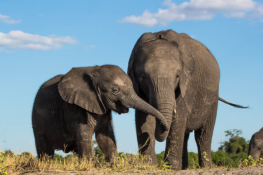 Elephant calf, Chobe national park