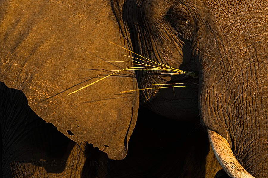 Elephant detail