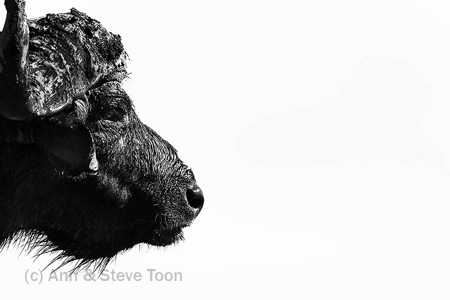 Cape buffalo, Chobe national park