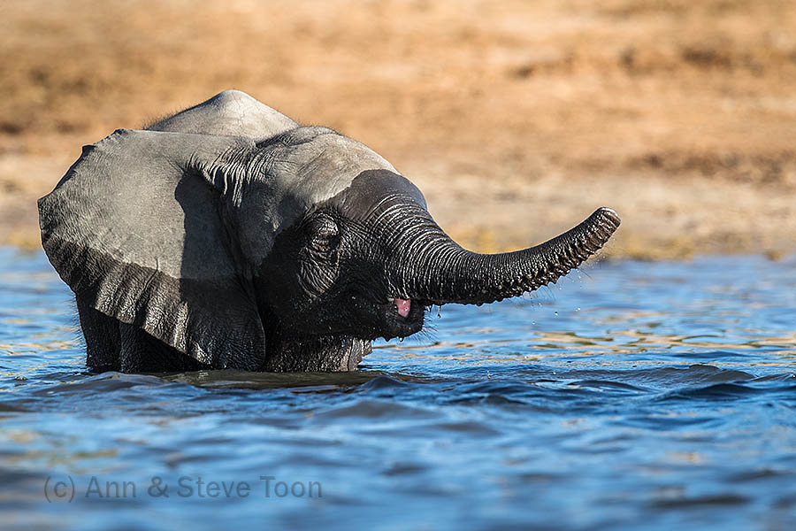Baby elephant in the Chobe river