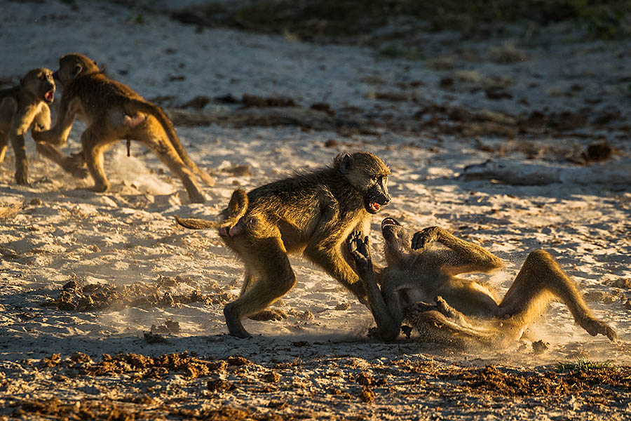 Chacma baboons fighting, Chobe