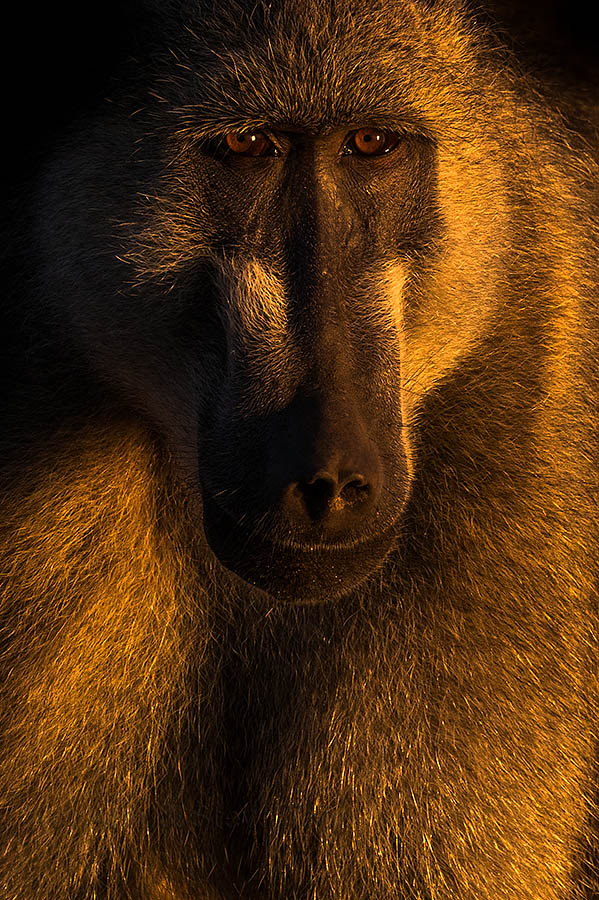 Chacma baboon, Chobe national park
