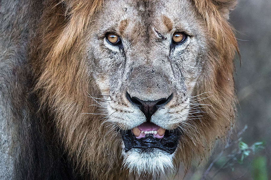 Lion, Zimanga