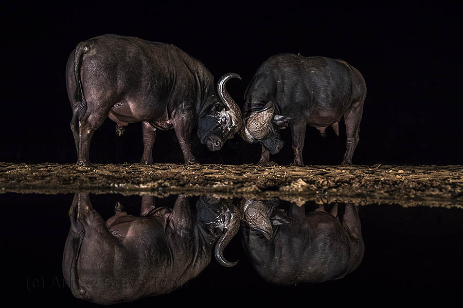 Cape buffalo bulls sparring at Zimanga night hide