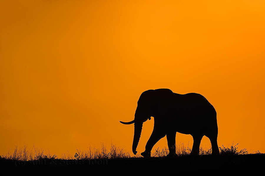 Elephant, Zimanga