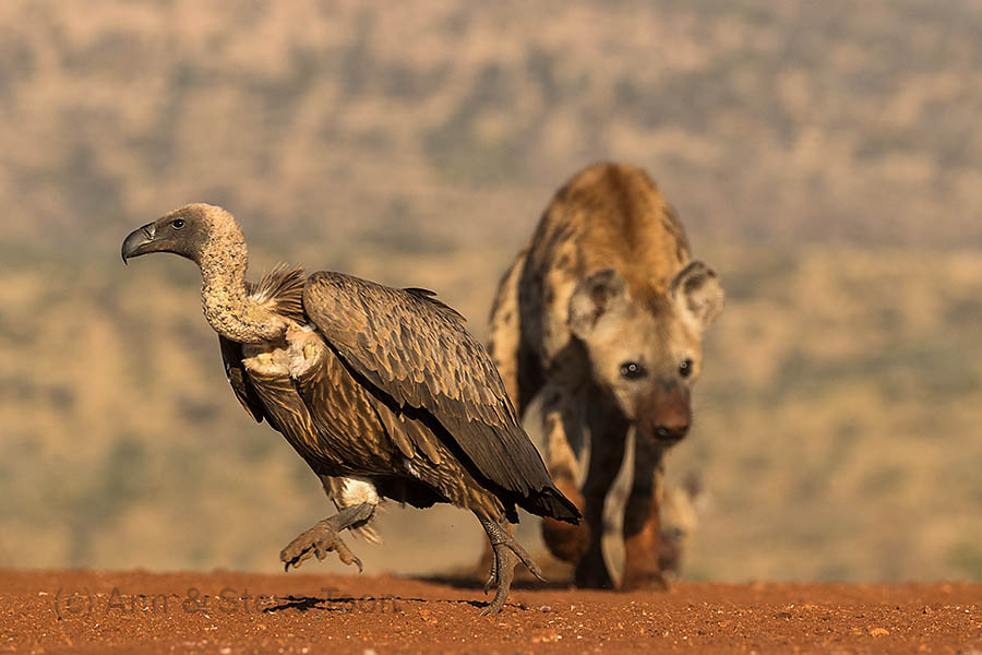Spotted hyaena chasing vulture, Zimanga scavenger hide