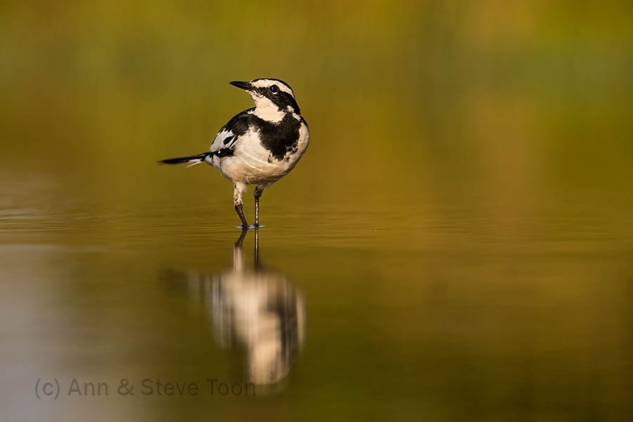 Pied wagtail, Zimanga