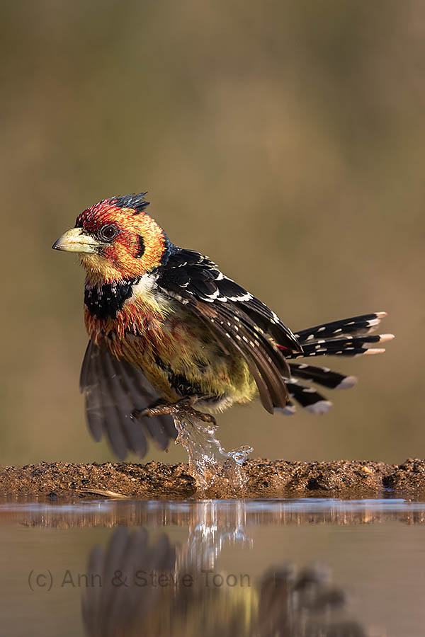 Crested barbet