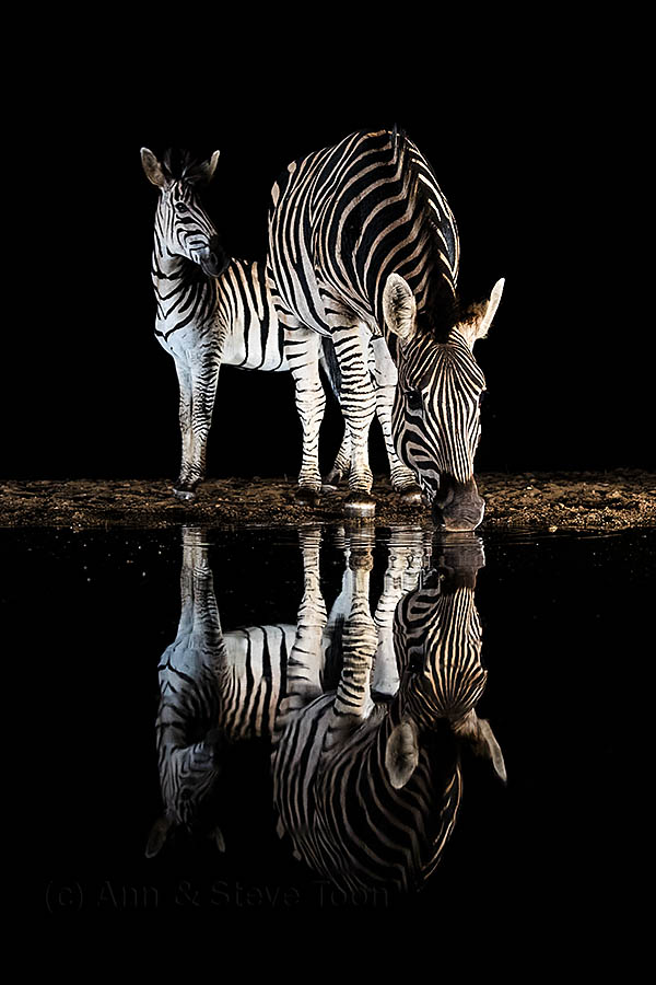 Zebra, Zimanga