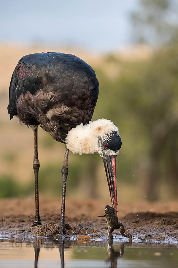 Woolly-necked stork with frog