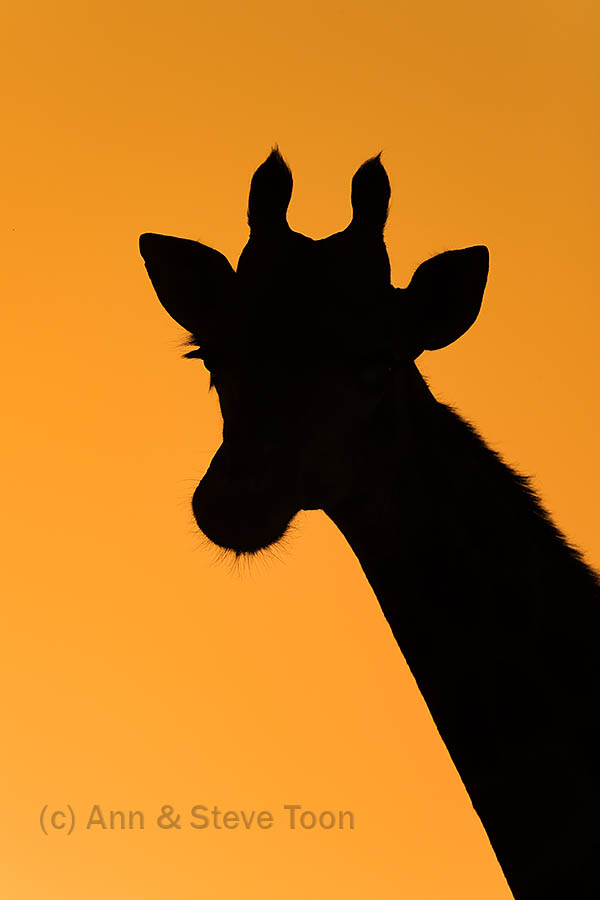 Giraffe, Zimanga