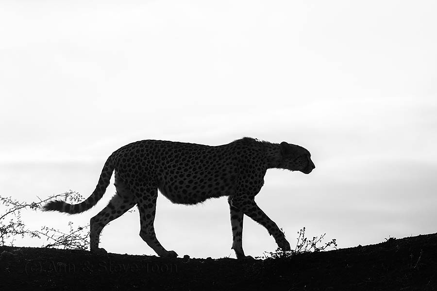 Cheetah silhouette, Zimanga