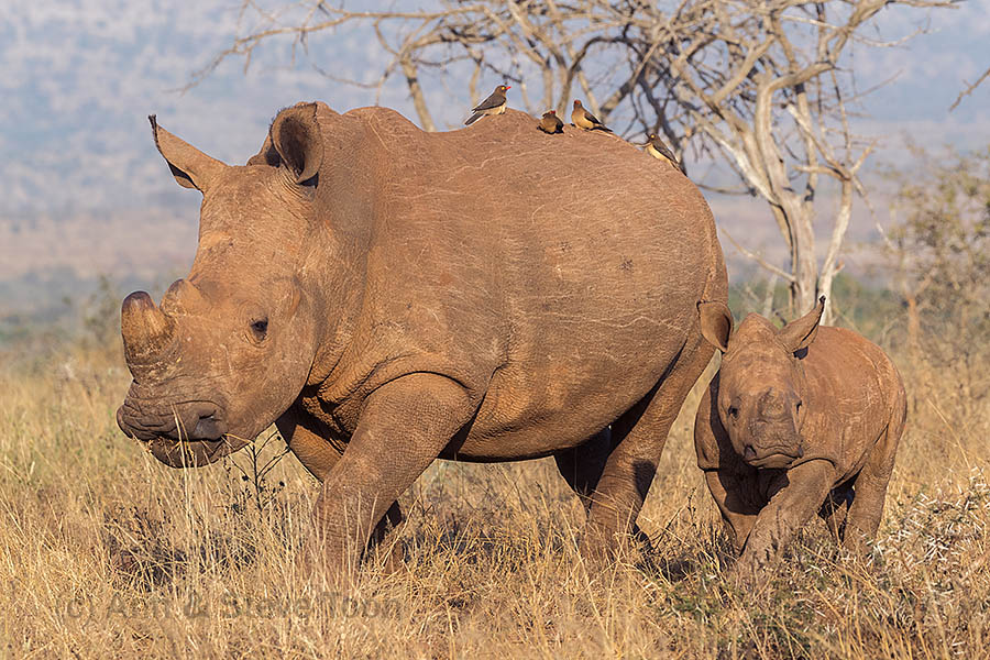 White rhino with calf, Zimanga