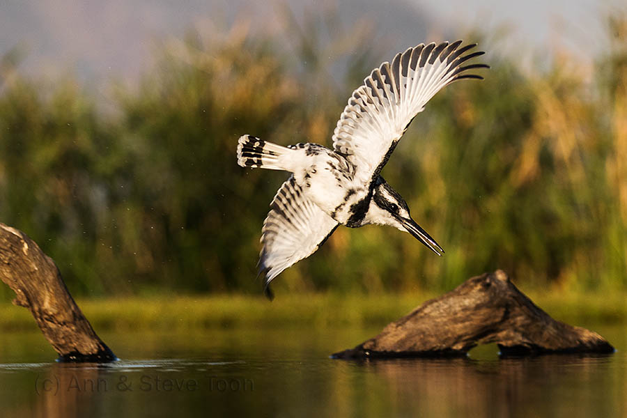 Pied kingfisher, Zimanga