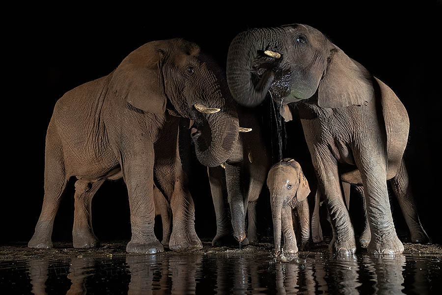 elephants at night, Zimanga