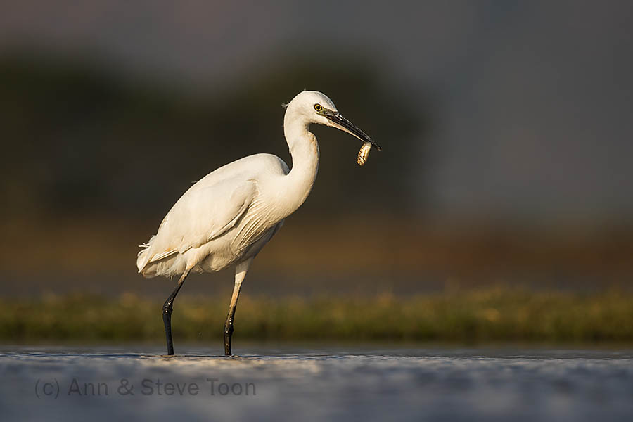 Egret with fish