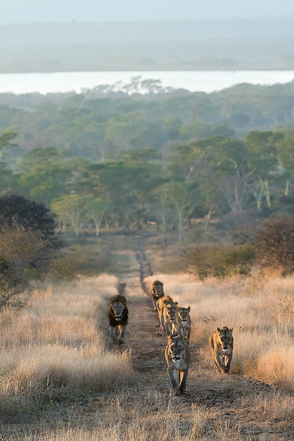 Zimanga lions