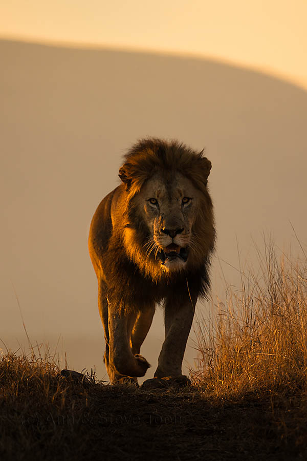 lion