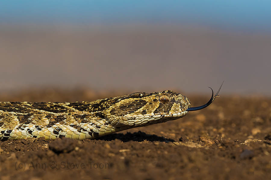 puff adder