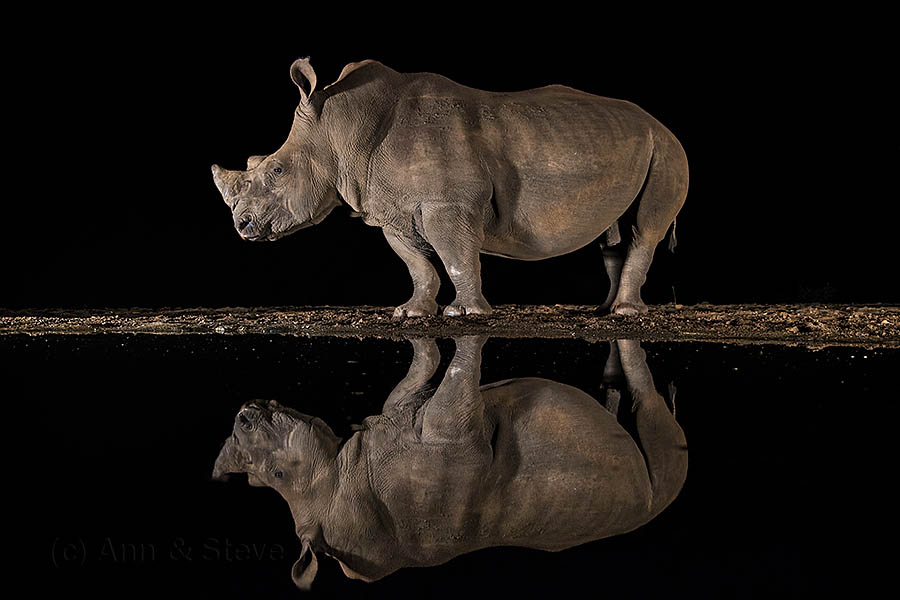 white rhino bull
