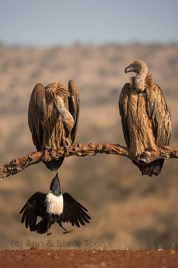 Pied crow tormenting whitebacked vultures