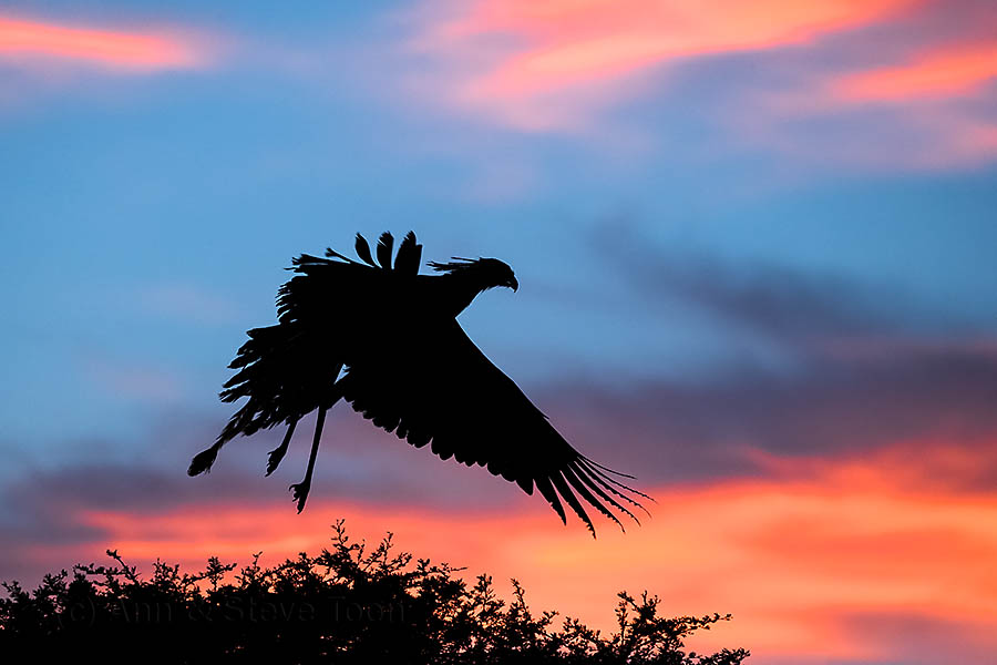 Secretarybird