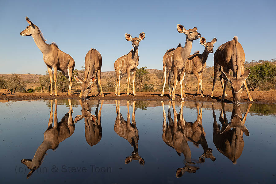 Greater kudu