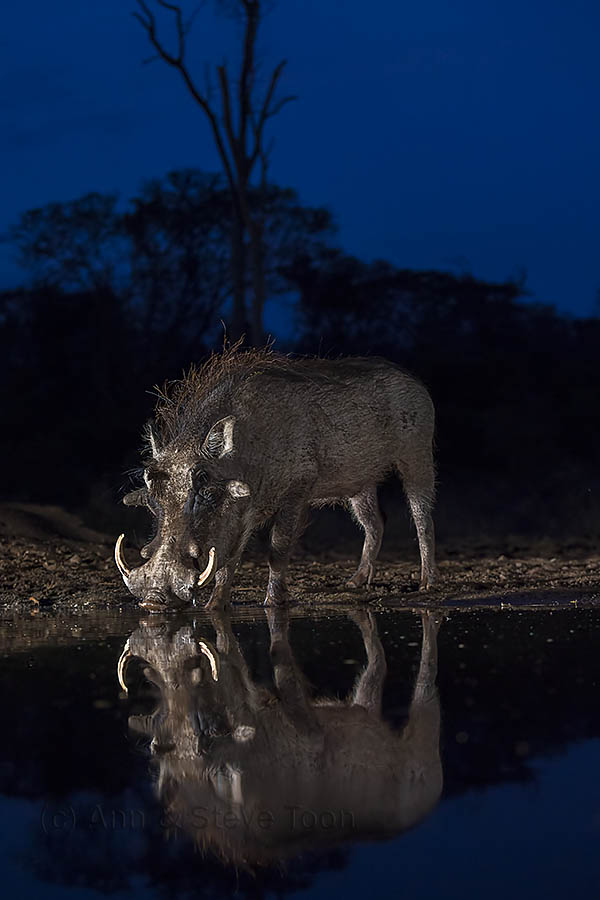 Warthog, Zimanga