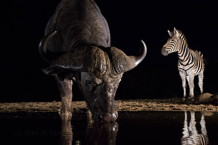 Cape buffalo and zebra, Zimanga