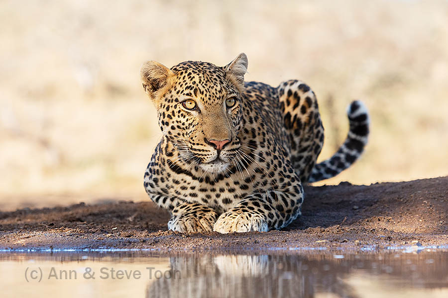 Leopard, Zimanga
