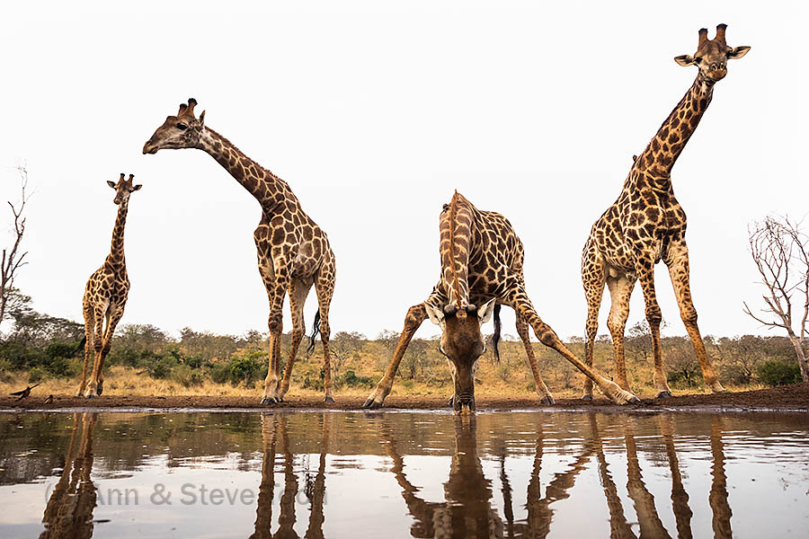 Giraffes, Zimanga