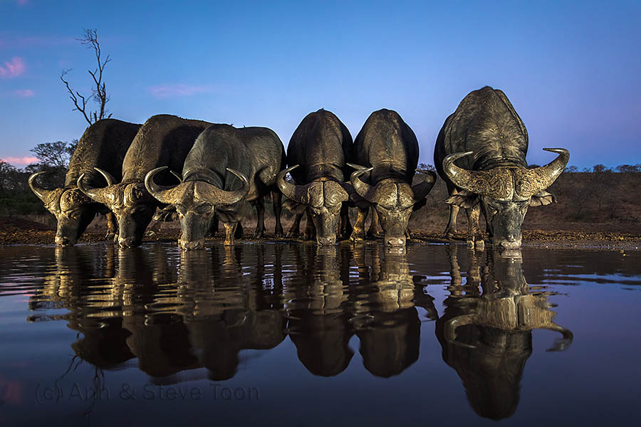 Cape buffalo drinking
